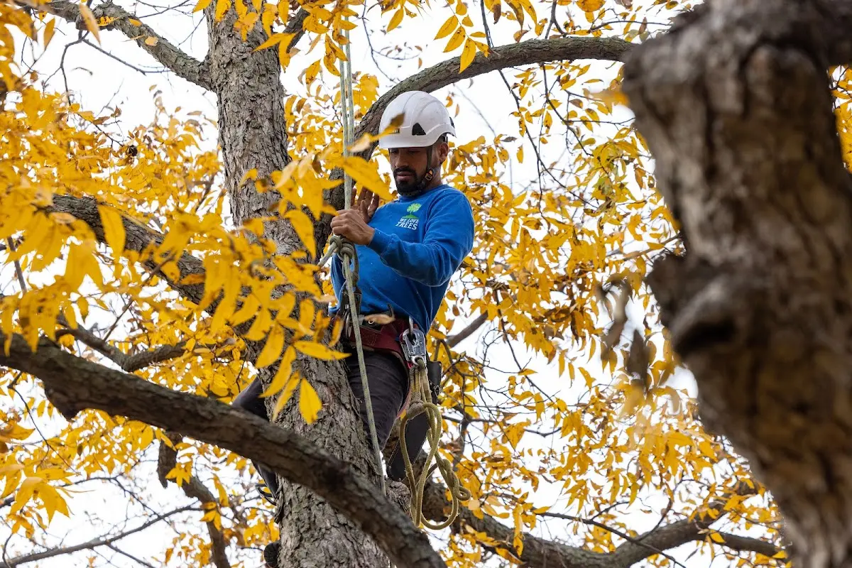 Skilled Storm Damage Cleanup crew working in Turner